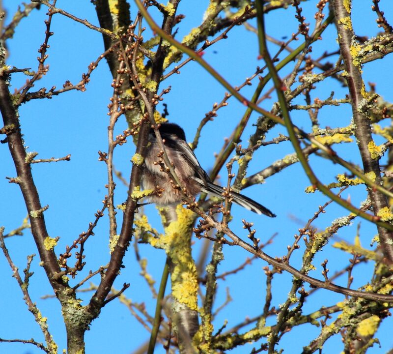 Long-tailed Tit