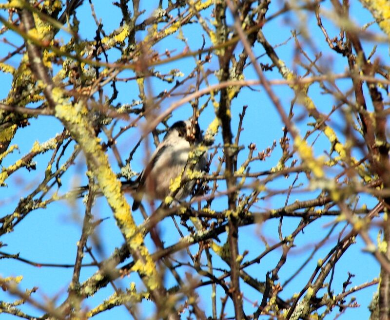 Long-tailed Tit