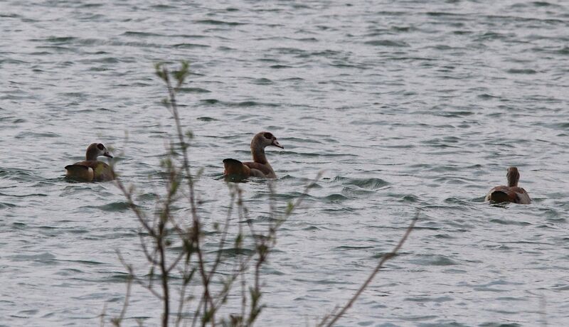 Egyptian Goose