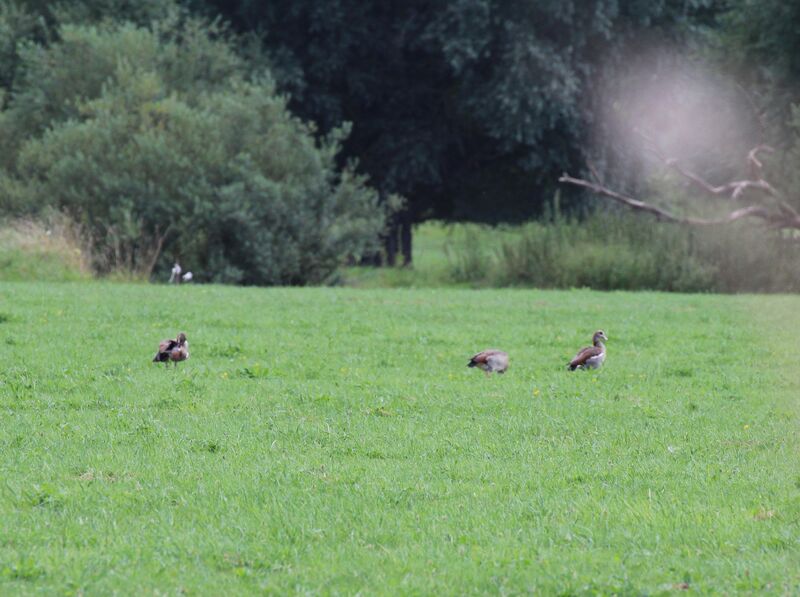 Egyptian Goose