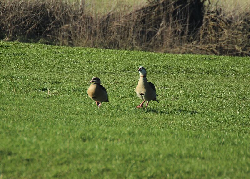 Egyptian Goose