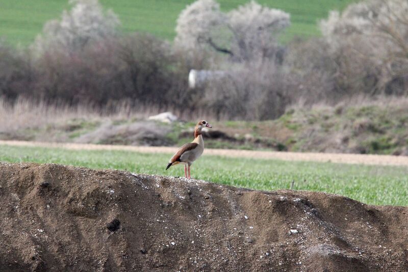 Egyptian Goose