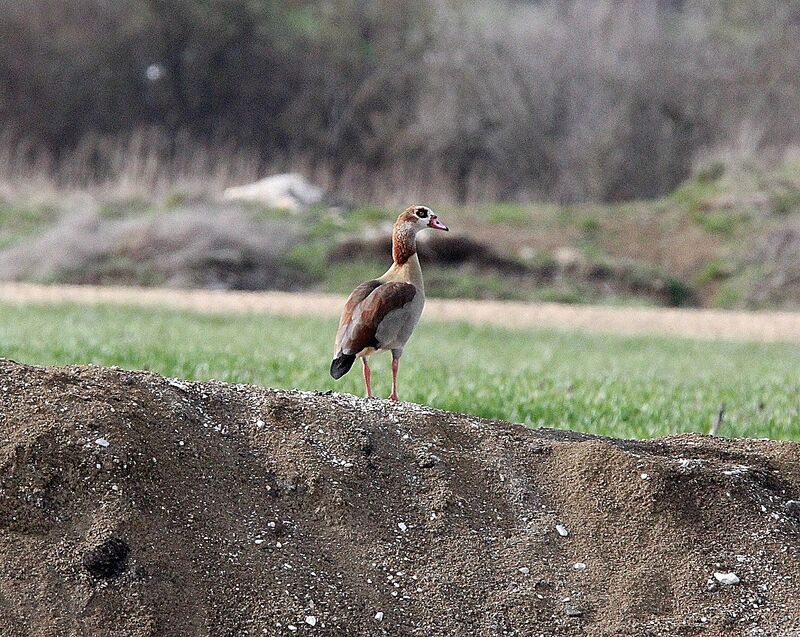 Egyptian Goose