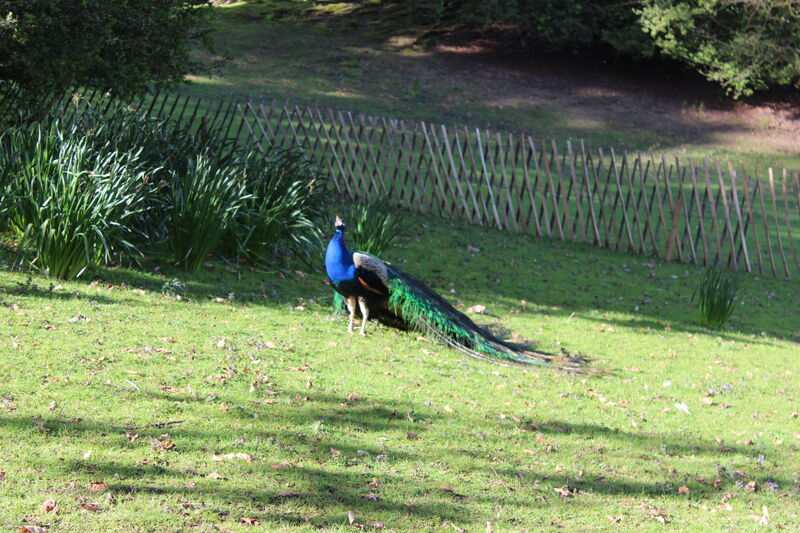 Indian Peafowl