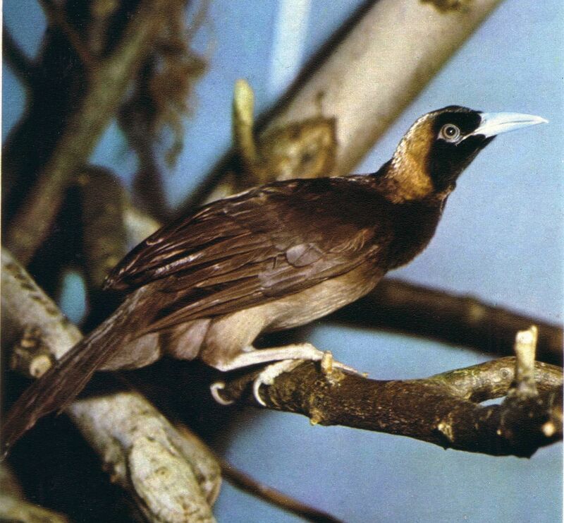 Raggiana Bird-of-paradise