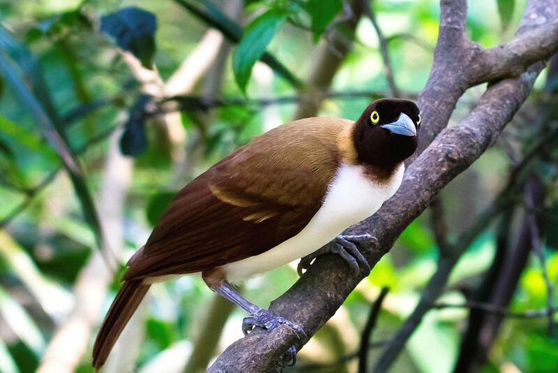 Lesser Bird-of-paradise female adult