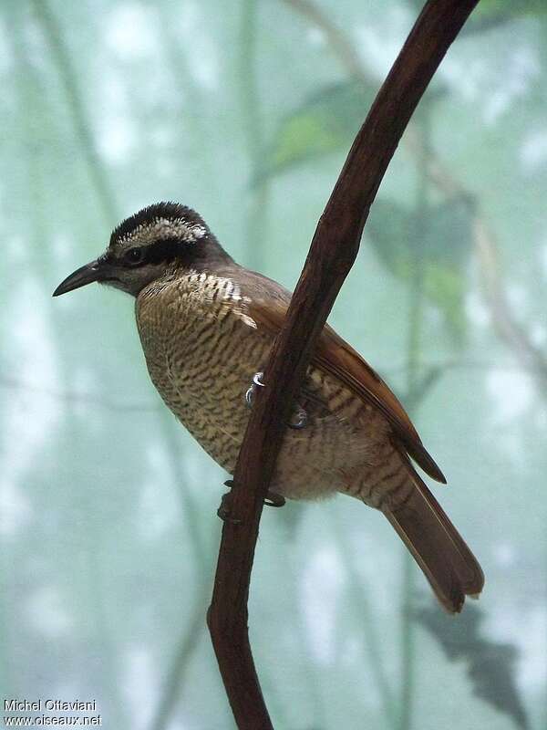 Vogelkop Lophorina female adult, identification