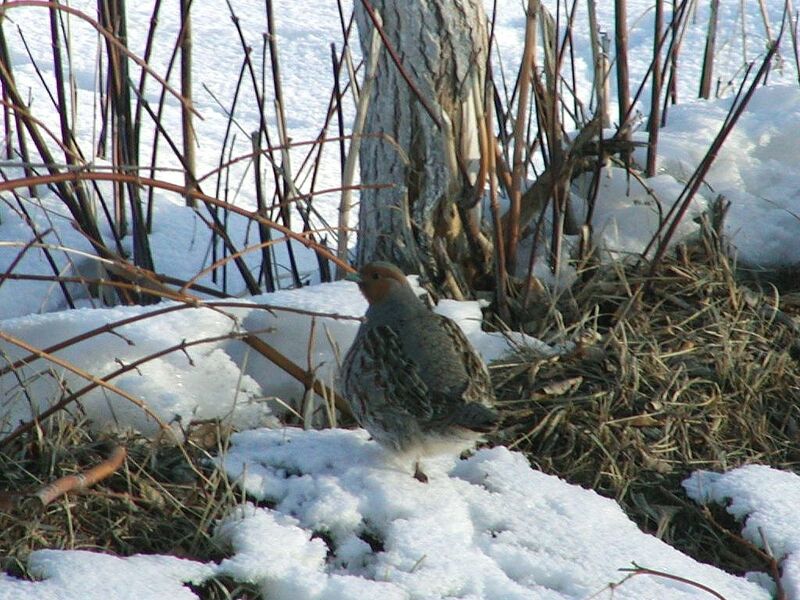 Grey Partridge male, identification