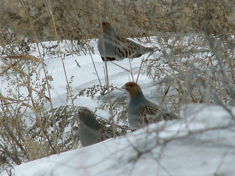 Grey Partridge adult, identification