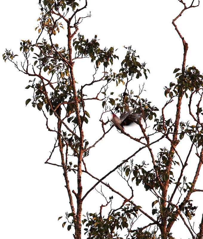 Great Spotted Woodpecker