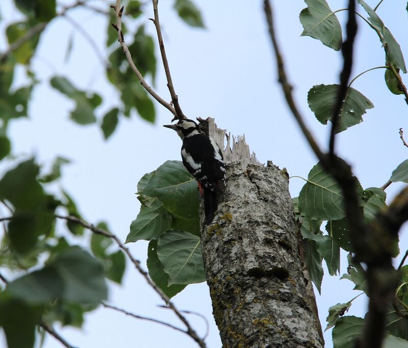 Great Spotted Woodpecker