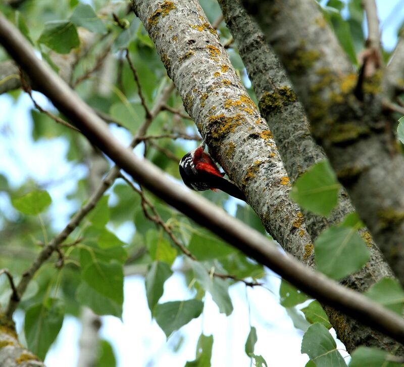 Great Spotted Woodpecker