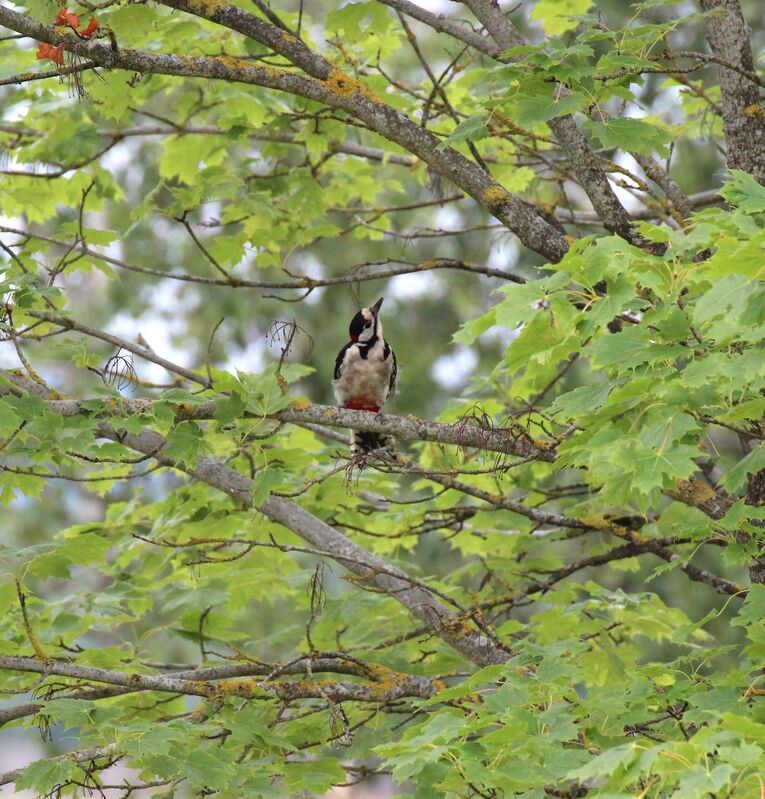 Great Spotted Woodpecker