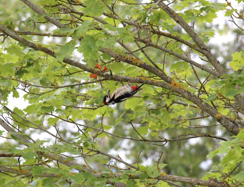 Great Spotted Woodpecker