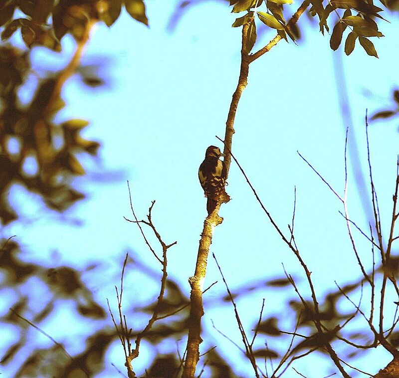 Great Spotted Woodpecker