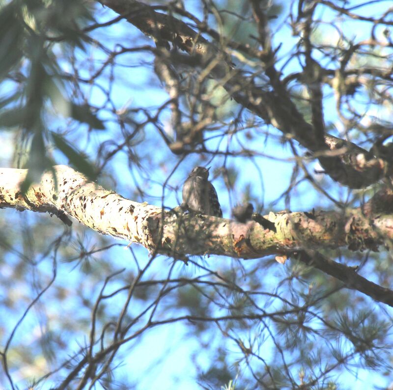 Lesser Spotted Woodpecker