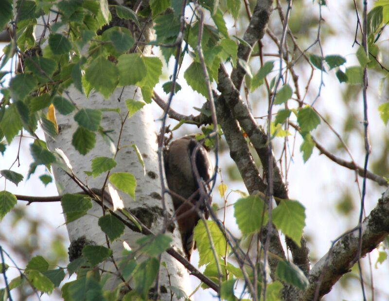 Lesser Spotted Woodpecker