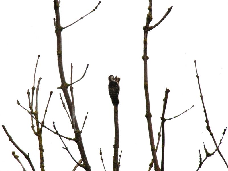 Lesser Spotted Woodpecker