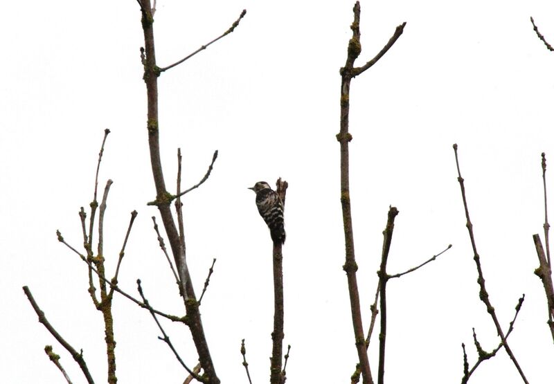 Lesser Spotted Woodpecker