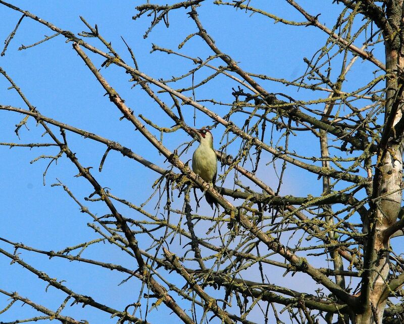 European Green Woodpecker