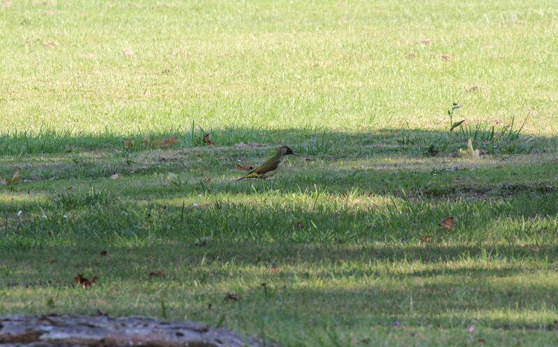 European Green Woodpecker