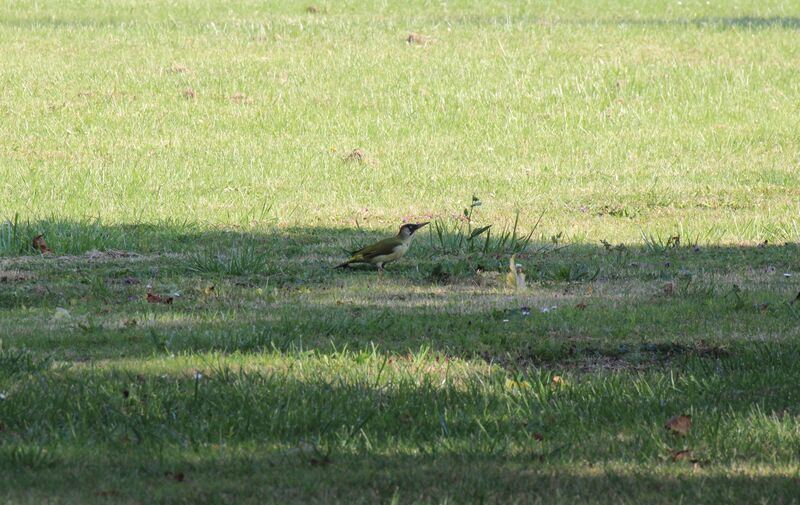 European Green Woodpecker