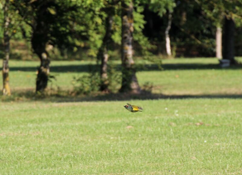 European Green Woodpecker