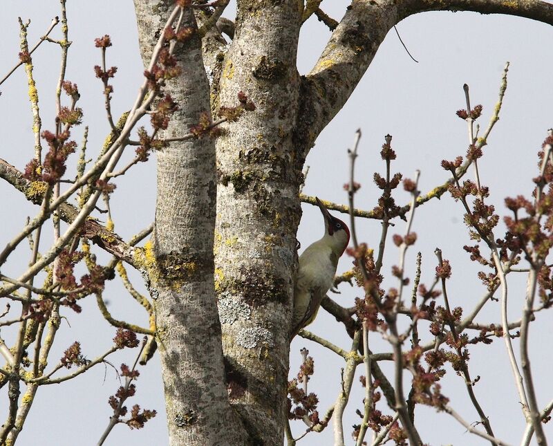 European Green Woodpecker