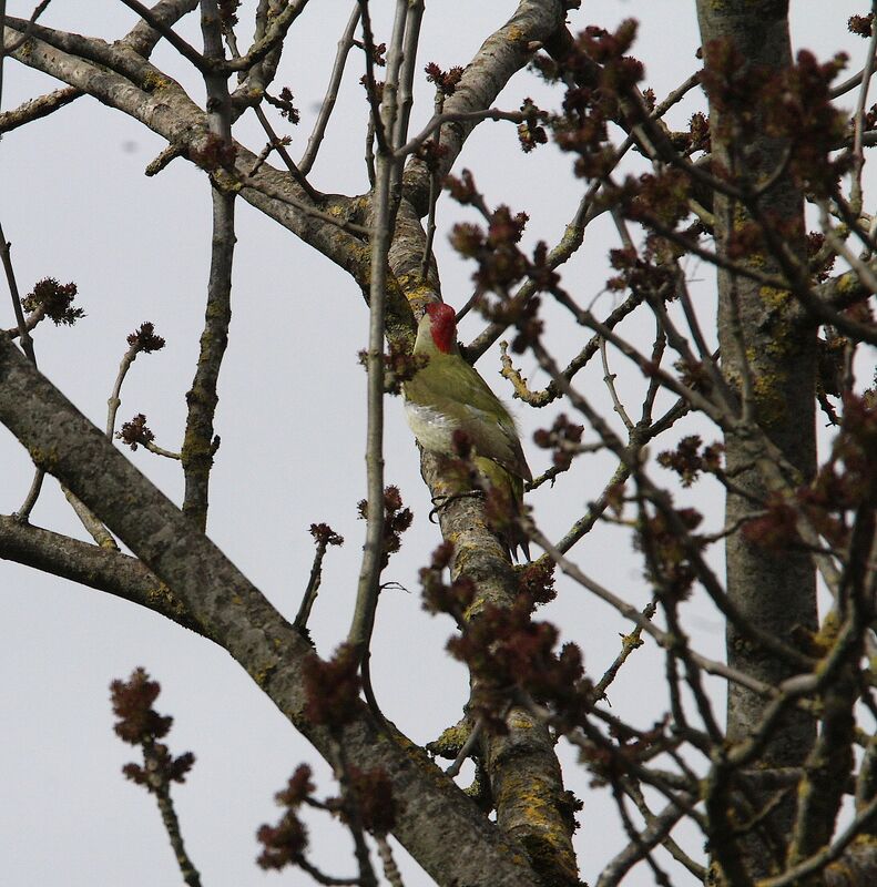 European Green Woodpecker