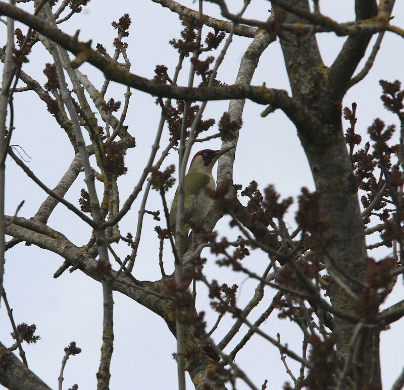 European Green Woodpecker