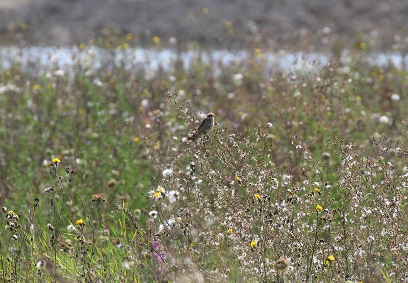 Red-backed Shrike