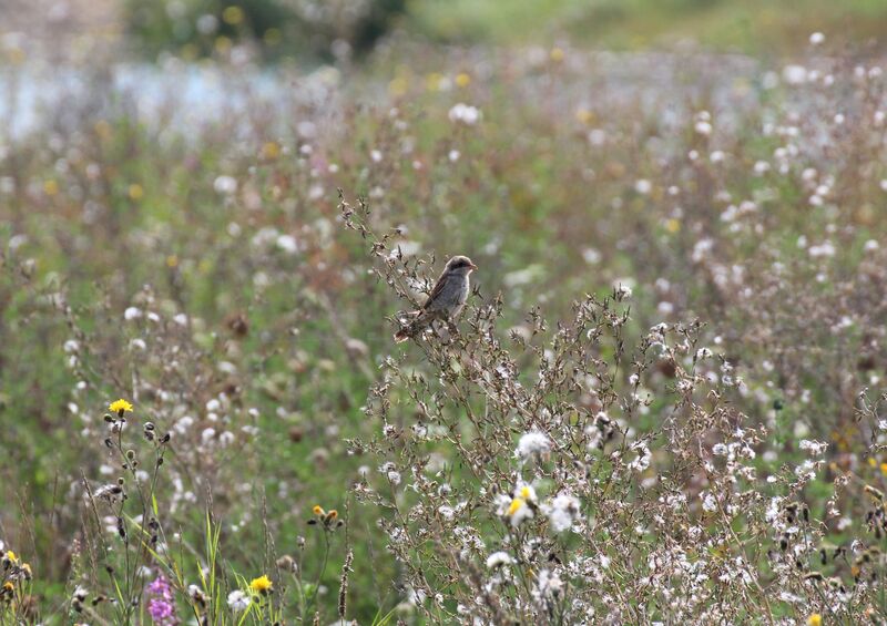 Red-backed Shrike