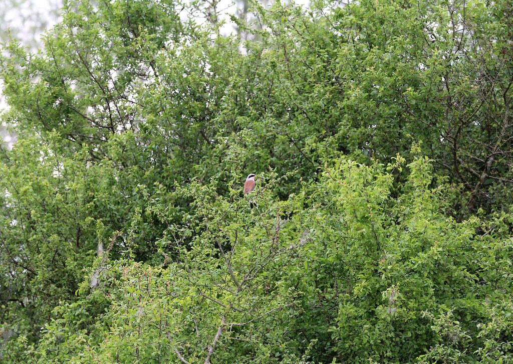 Red-backed Shrike