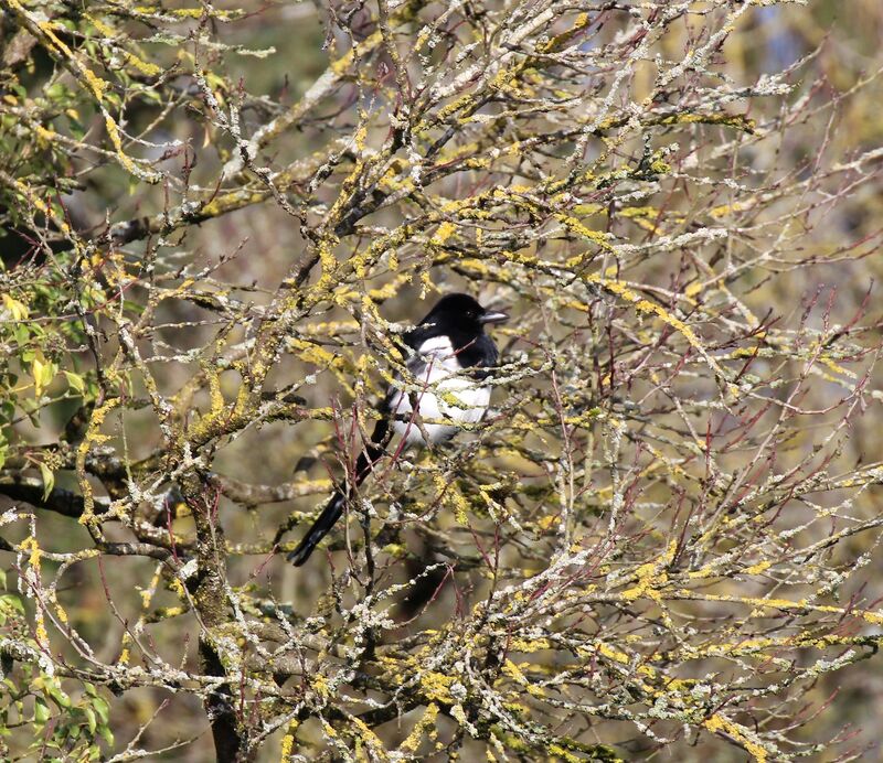 Eurasian Magpie