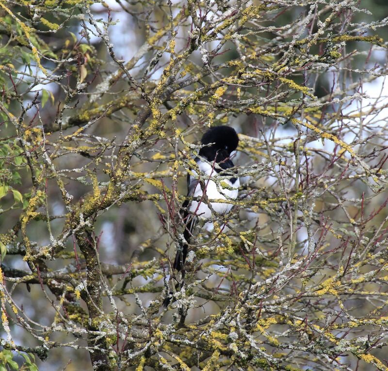 Eurasian Magpie