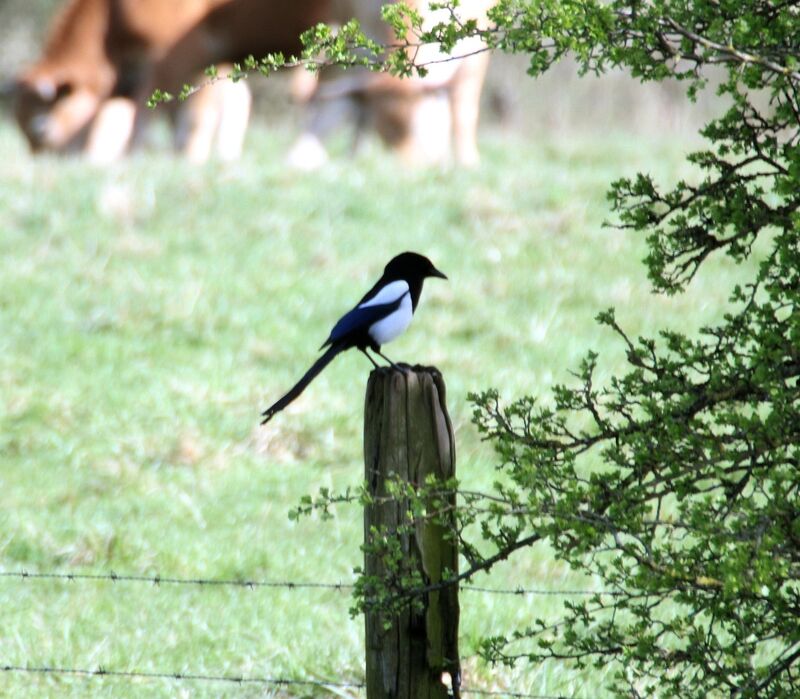 Eurasian Magpie