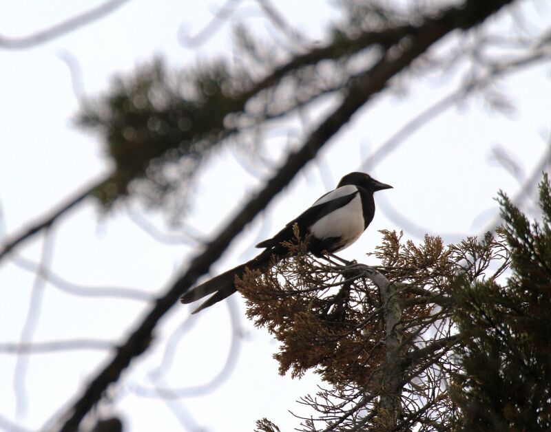 Eurasian Magpie