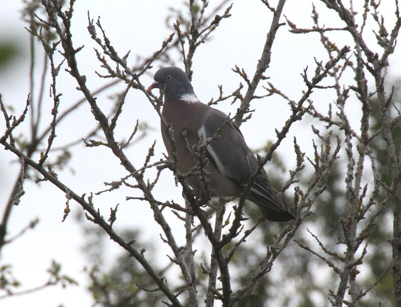 Common Wood Pigeon