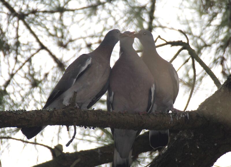 Common Wood Pigeon