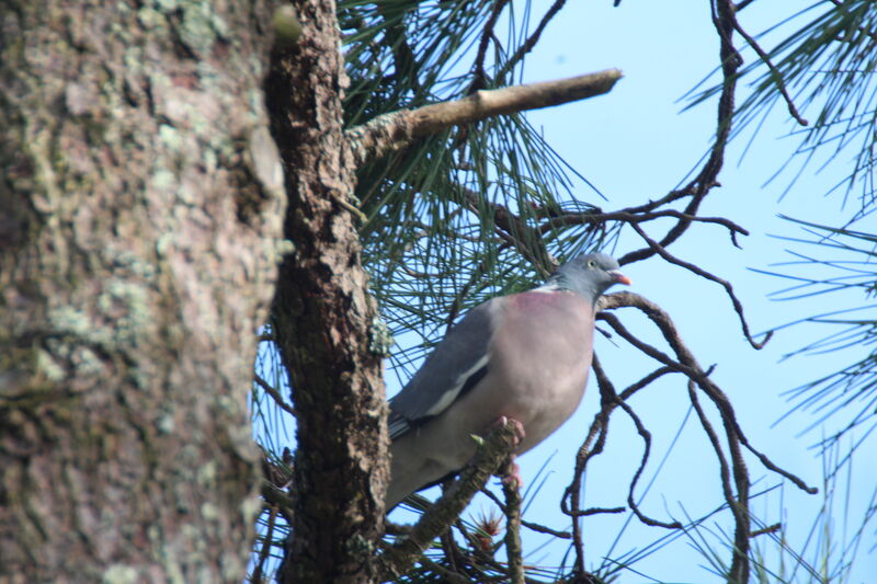 Common Wood Pigeon