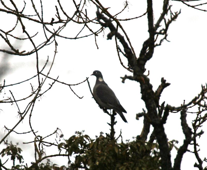 Common Wood Pigeon