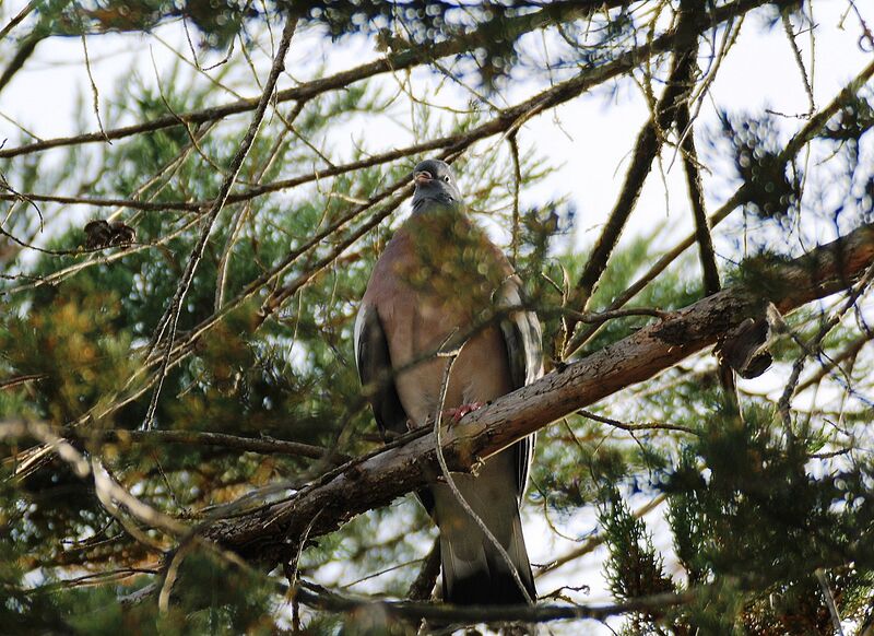 Common Wood Pigeon