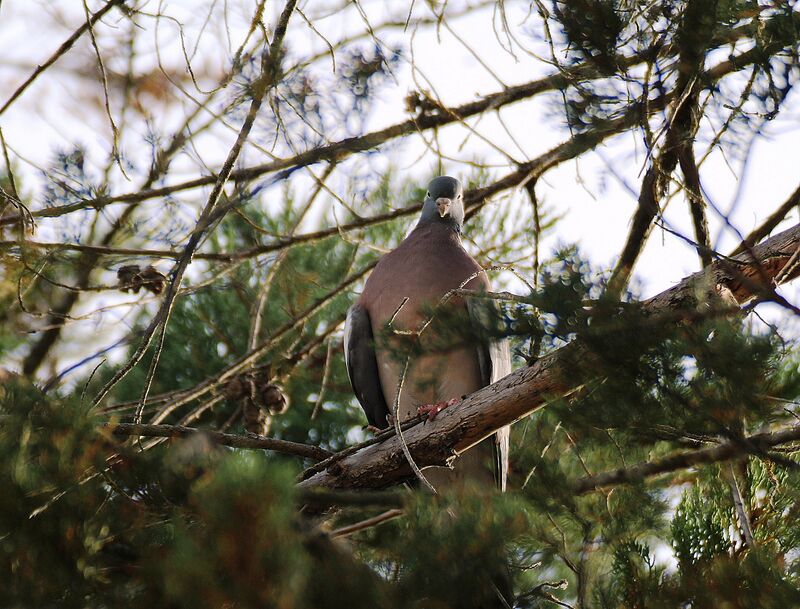 Common Wood Pigeon