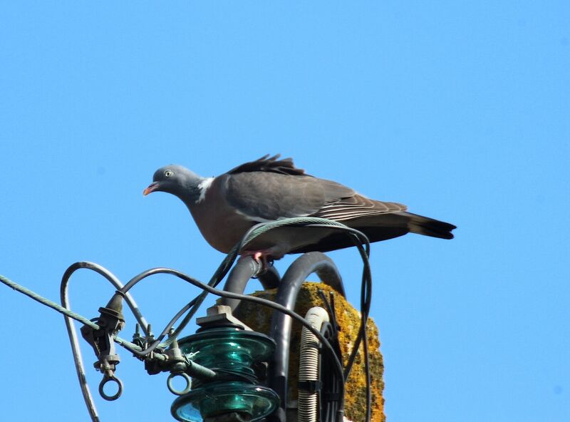 Common Wood Pigeon