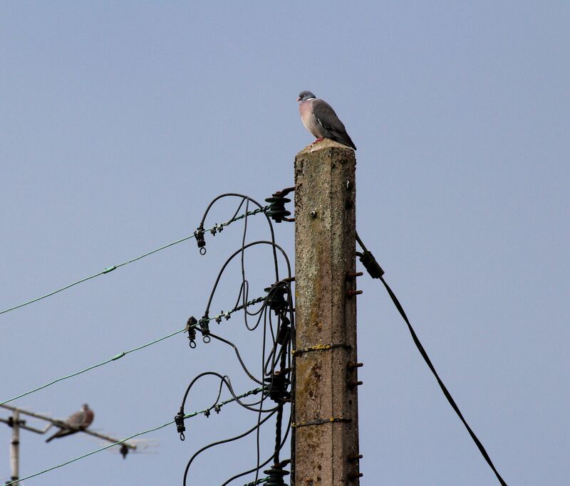 Common Wood Pigeon