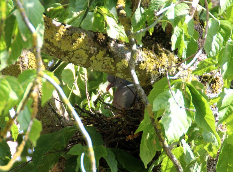 Common Wood Pigeon