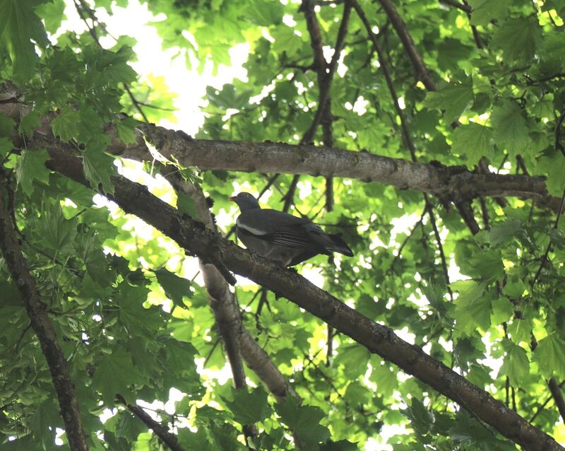 Common Wood Pigeon