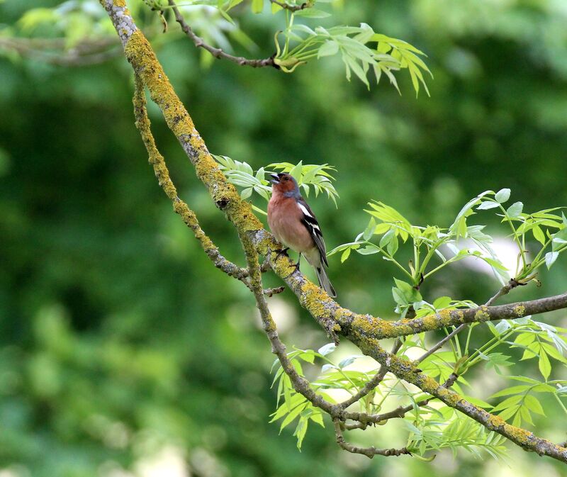 Eurasian Chaffinch