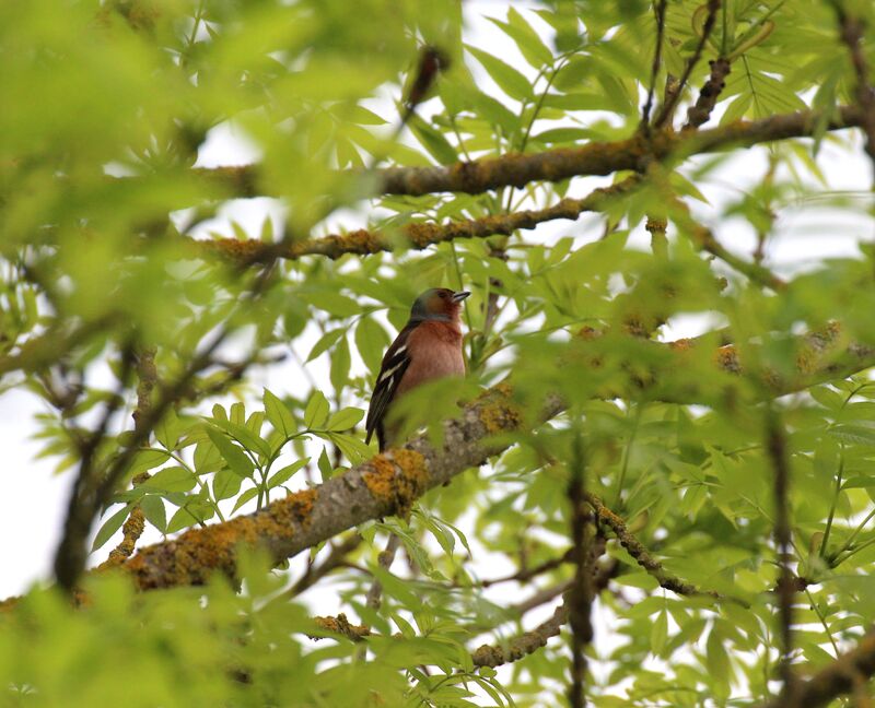 Pinson des arbres