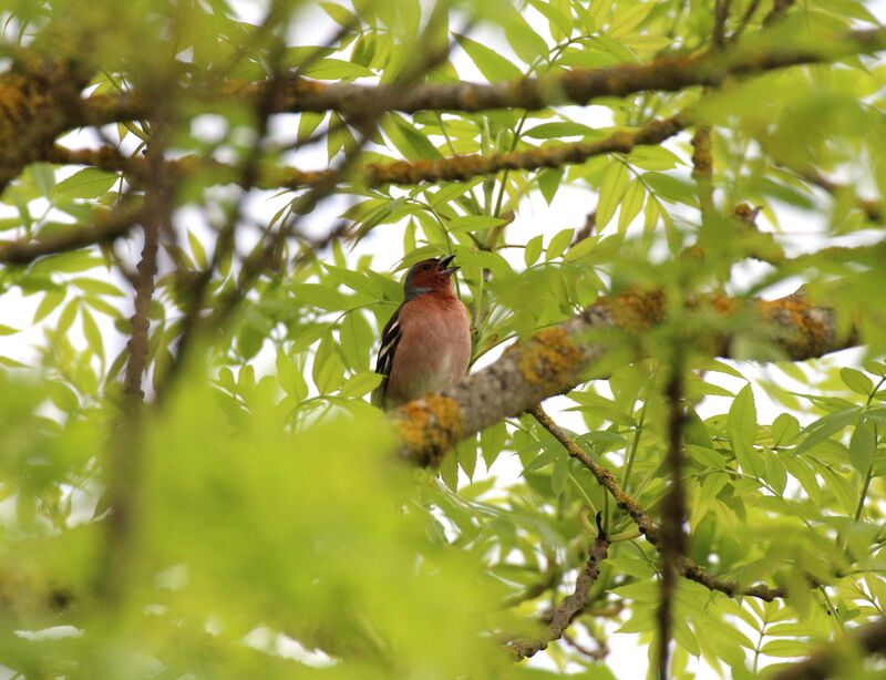 Eurasian Chaffinch